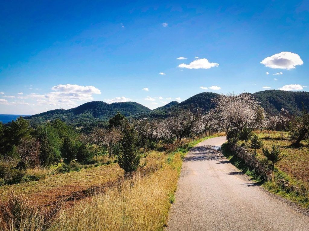 amandelbomen ibiza winter